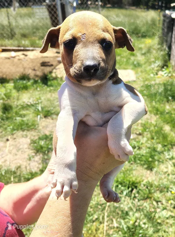 Big boy, a male Rat Terrier for sale in Gold Hill, NC – Photo 1 of 4
