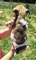 Big boy, a male Rat Terrier for sale in Gold Hill, NC – Photo 2 of 4