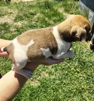 Big boy, a male Rat Terrier for sale in Gold Hill, NC – Photo 3 of 4