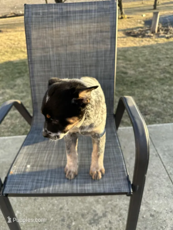 milkyway, a male Australian Cattle Dog for sale in Kankakee, IL – Photo 1 of 2