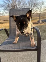 milkyway, a male Australian Cattle Dog for sale in Kankakee, IL – Photo 2 of 2