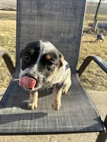 Gum Drop, a female Australian Cattle Dog for sale in Kankakee, IL – Photo 2 of 4