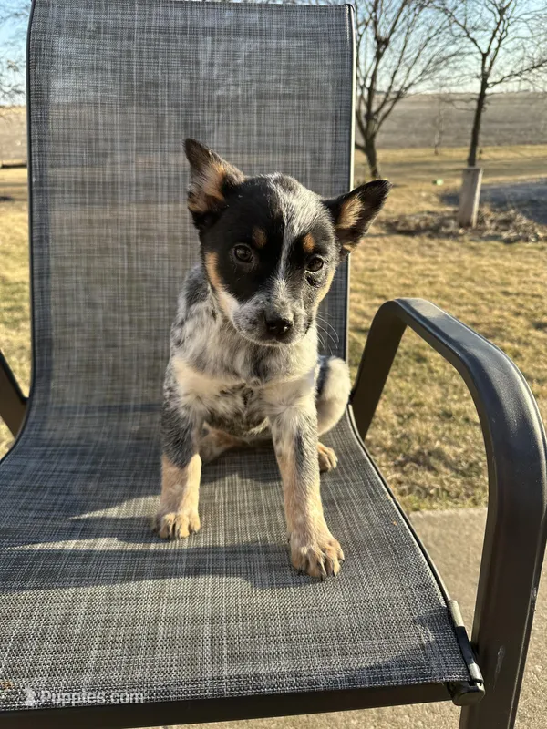 Gum Drop, a female Australian Cattle Dog for sale in Kankakee, IL – Photo 1 of 4