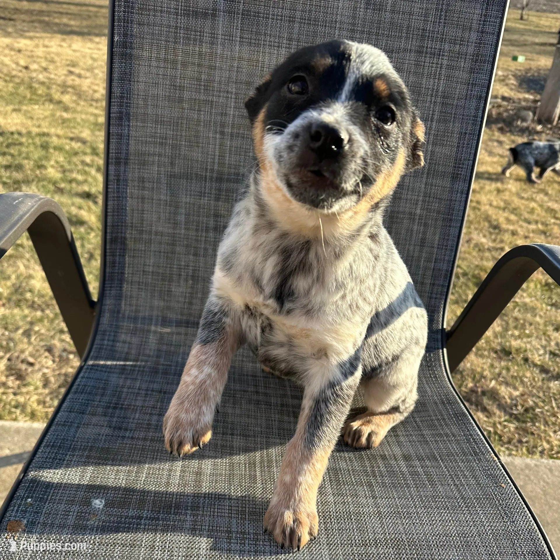 Gum Drop, a female Australian Cattle Dog for sale in Kankakee, IL – Photo 3 of 4