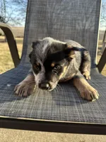 snickers, a female Australian Cattle Dog for sale in Kankakee, IL – Photo 2 of 3