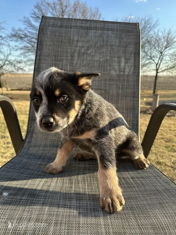 snickers, a female Australian Cattle Dog for sale in Kankakee, IL – Photo 1 of 3