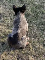 skittles, a female Australian Cattle Dog for sale in Kankakee, IL – Photo 2 of 2