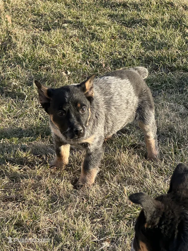 skittles, a female Australian Cattle Dog for sale in Kankakee, IL – Photo 1 of 2