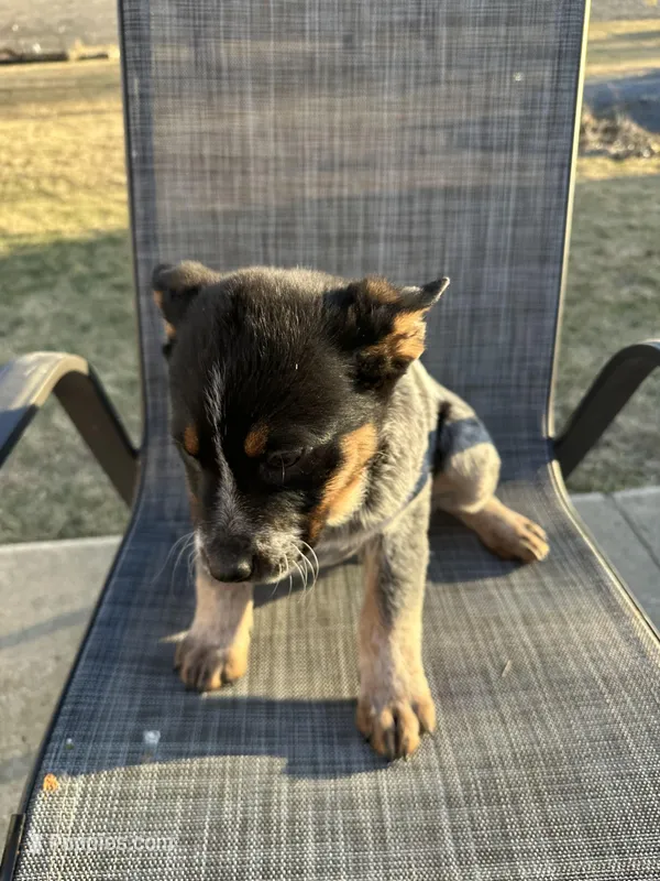 twix, a female Australian Cattle Dog for sale in Kankakee, IL – Photo 1 of 3