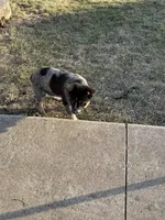 twix, a female Australian Cattle Dog for sale in Kankakee, IL – Photo 3 of 3