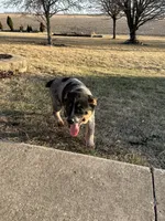 twix, a female Australian Cattle Dog for sale in Kankakee, IL – Photo 2 of 3