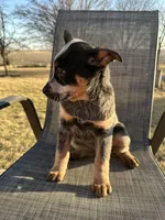 hershey, a female Australian Cattle Dog for sale in Kankakee, IL – Photo 2 of 3