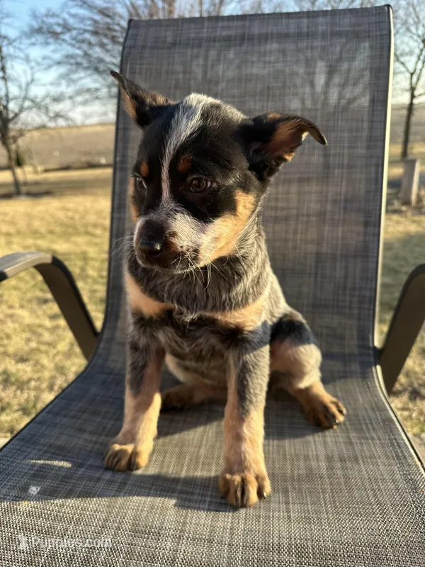 hershey, a female Australian Cattle Dog for sale in Kankakee, IL – Photo 1 of 3