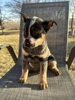 hershey, a female Australian Cattle Dog for sale in Kankakee, IL – Photo 1 of 3