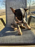 hershey, a female Australian Cattle Dog for sale in Kankakee, IL – Photo 3 of 3