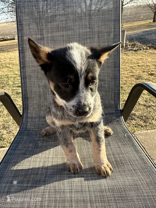reese’s , a female Australian Cattle Dog for sale in Kankakee, IL – Photo 1 of 2