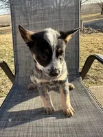 reese’s , a female Australian Cattle Dog for sale in Kankakee, IL – Photo 1 of 2