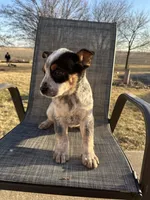 crunch, a male Australian Cattle Dog for sale in Kankakee, IL – Photo 2 of 3