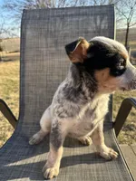 crunch, a male Australian Cattle Dog for sale in Kankakee, IL – Photo 1 of 3