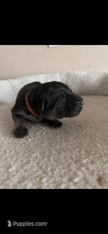 Orange Collar Male – German Shepherd Dog puppy for sale in Wheeling, WV