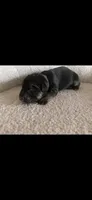 Blue collar female , a female German Shepherd Dog for sale in Wheeling, WV – 2 of 3