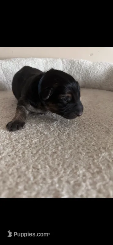 Blue collar female  – German Shepherd Dog puppy for sale in Wheeling, WV