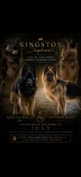 Blue collar female , a female German Shepherd Dog for sale in Wheeling, WV – 3 of 3