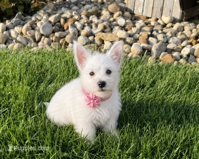 Anita – West Highland White Terrier puppy for sale in Berlin, OH