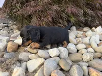 Kendra, a female Miniature Dachshund for sale in Berlin, OH – 2 of 10