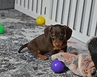 Sugar Girl, a female Miniature Dachshund for sale in Berlin, OH – Photo 2 of 6