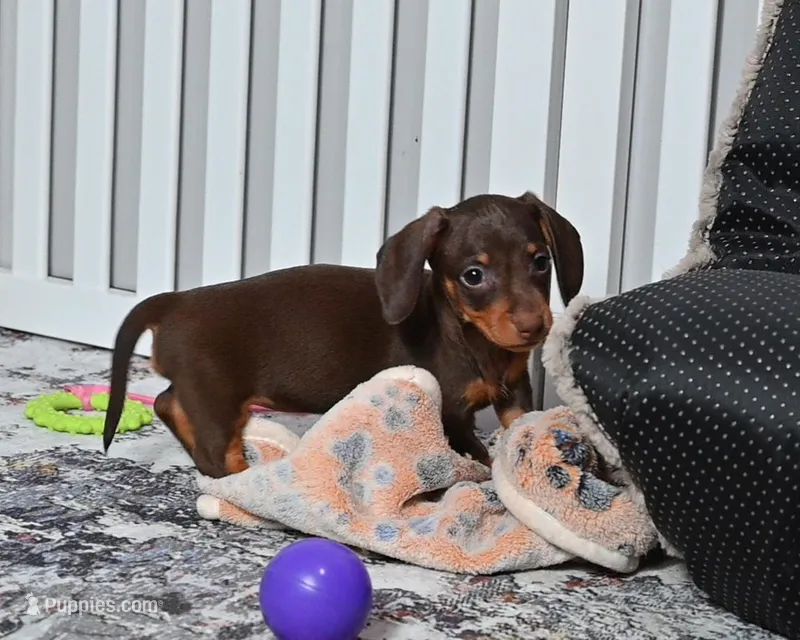 Sugar Girl – Miniature Dachshund puppy for sale in Berlin, OH