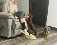 Sugar Girl, a female Miniature Dachshund for sale in Berlin, OH – Photo 6 of 6