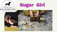 Sugar Girl, a female Miniature Dachshund for sale in Berlin, OH – Photo 5 of 6