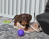 Sugar Girl, a female Miniature Dachshund for sale in Berlin, OH – Photo 4 of 6