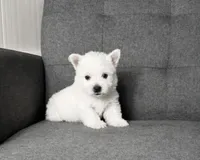 Isabella, a female West Highland White Terrier for sale in Berlin, OH – 3 of 5