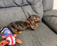 Nathan, a male Miniature Dachshund for sale in Berlin, OH – 2 of 5
