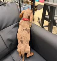 Titus, a male Miniature Dachshund for sale in Berlin, OH – 7 of 7