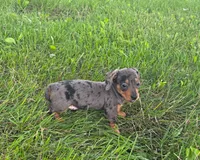 Molly, a female Miniature Dachshund for sale in Berlin, OH – 4 of 8