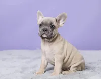 Thomas, a male French Bulldog for sale in Berlin, OH – 3 of 6