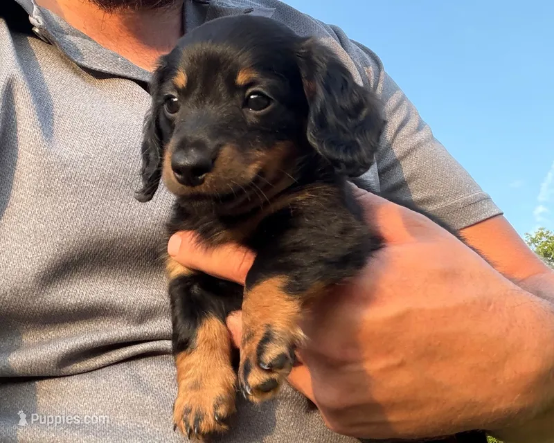 Kendra – Miniature Dachshund puppy for sale in Berlin, OH
