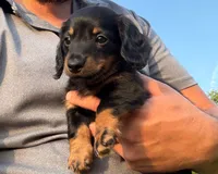 Kendra, a female Miniature Dachshund for sale in Berlin, OH – 1 of 10