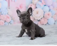 Luna, a female French Bulldog for sale in Berlin, OH – 3 of 6