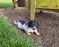 Molly, a female Miniature Dachshund for sale in Berlin, OH – 3 of 5