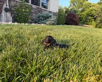 Marion, a male Miniature Dachshund for sale in Berlin, OH – 3 of 5