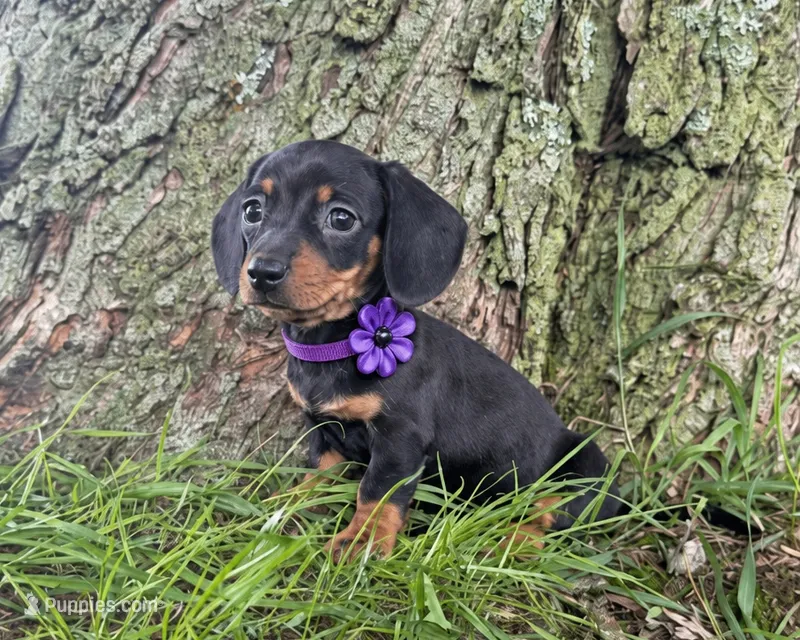 Sally – Miniature Dachshund puppy for sale in Berlin, OH