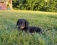 Mickey, a male Miniature Dachshund for sale in Berlin, OH – 3 of 5