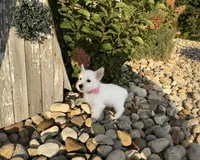 Anita, a female West Highland White Terrier for sale in Berlin, OH – 3 of 5