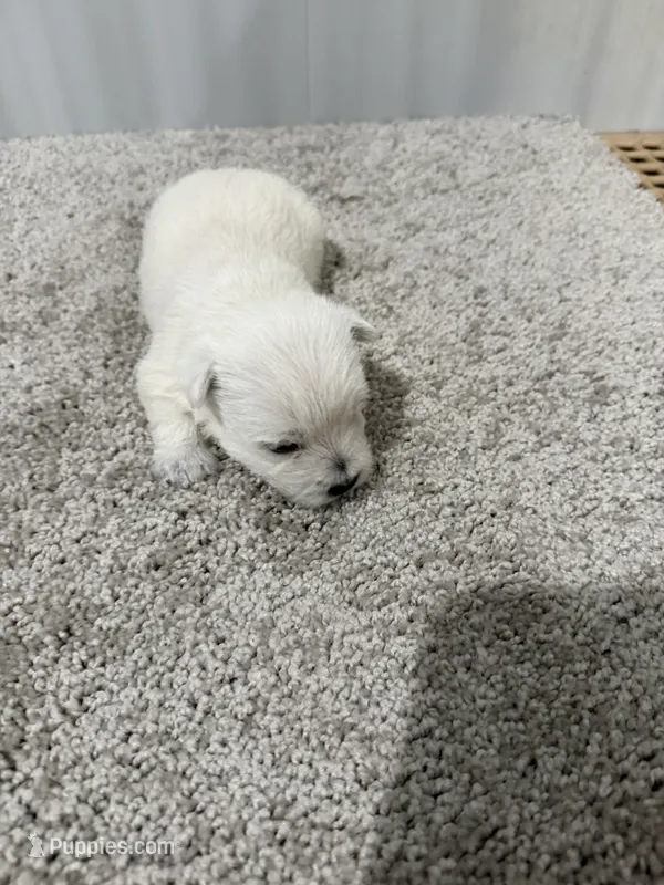 Monroo – Miniature Dachshund puppy for sale in Berlin, OH