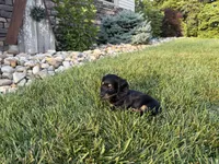 Kendra, a female Miniature Dachshund for sale in Berlin, OH – 3 of 10