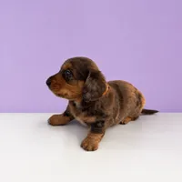 Tod, a female Miniature Dachshund for sale in Berlin, OH – 2 of 5